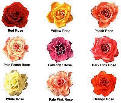 rosecol.jpg (25959 bytes)